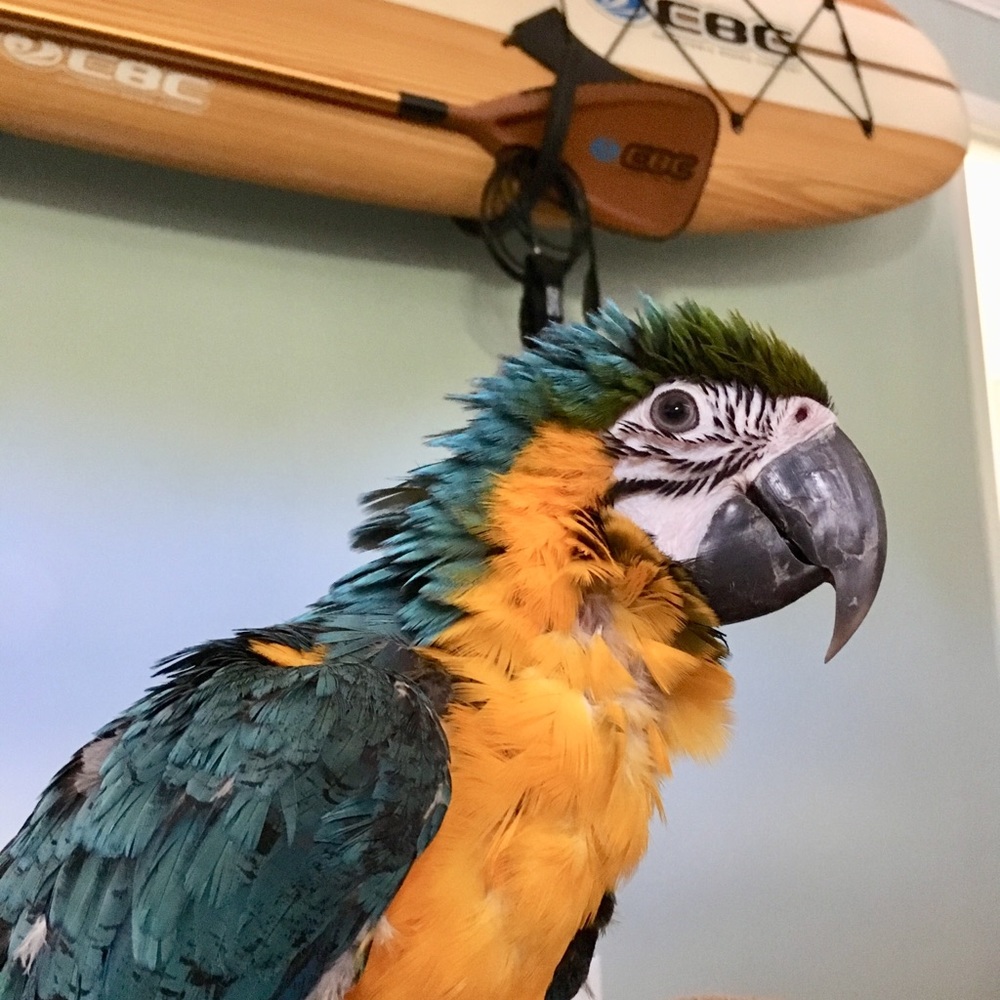 Meet your Posher, April